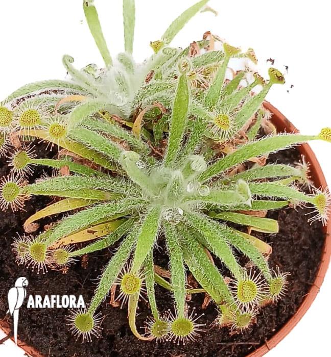 Drosera ordensis ’starter‘