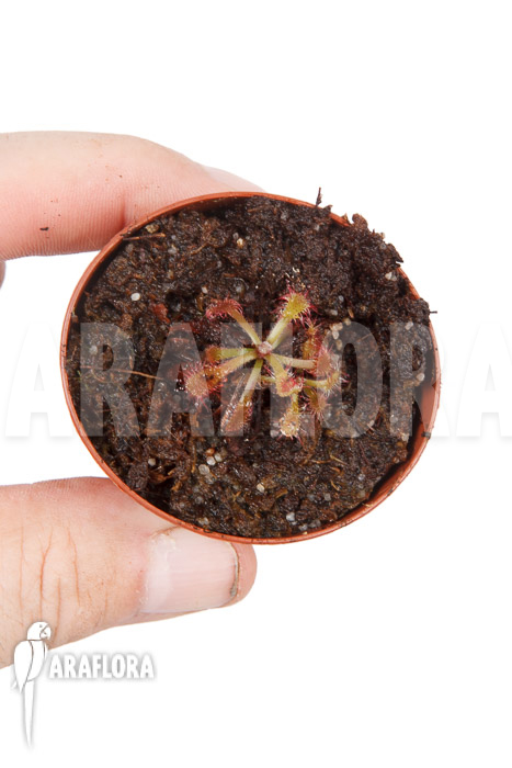 Drosera riparia
