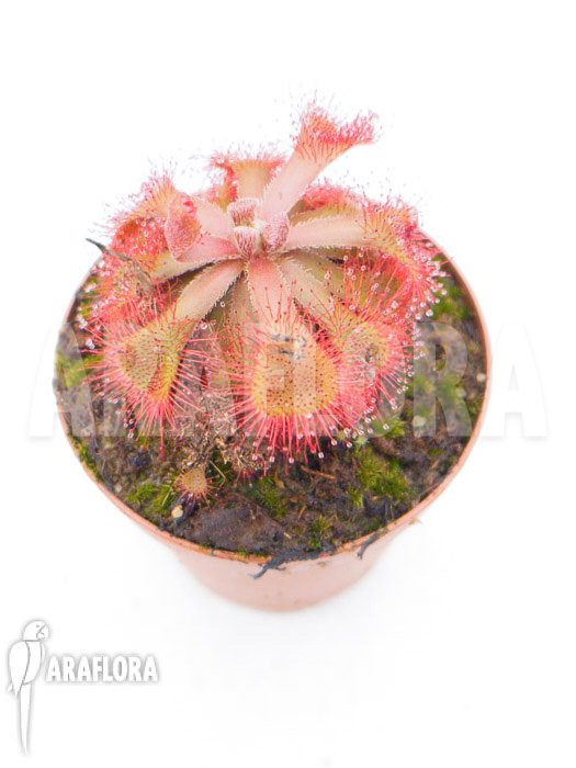 Drosera rubrifolia