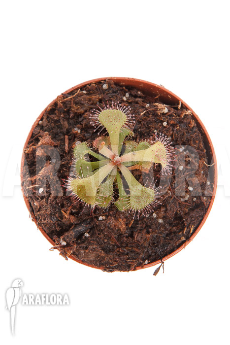 Drosera rubrifolia