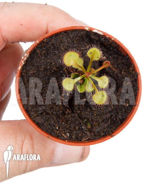 Drosera rupicola ‚S‘