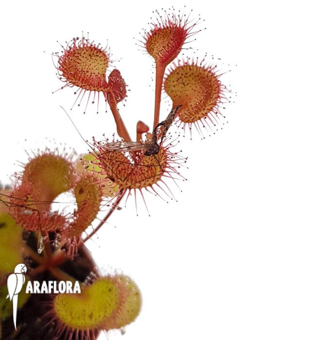 Drosera rupicola red1