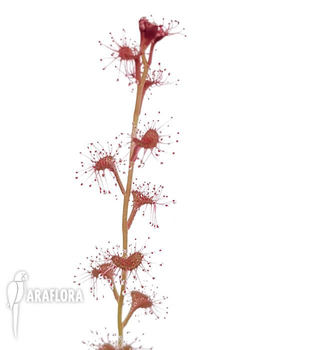 Drosera rupicola red4