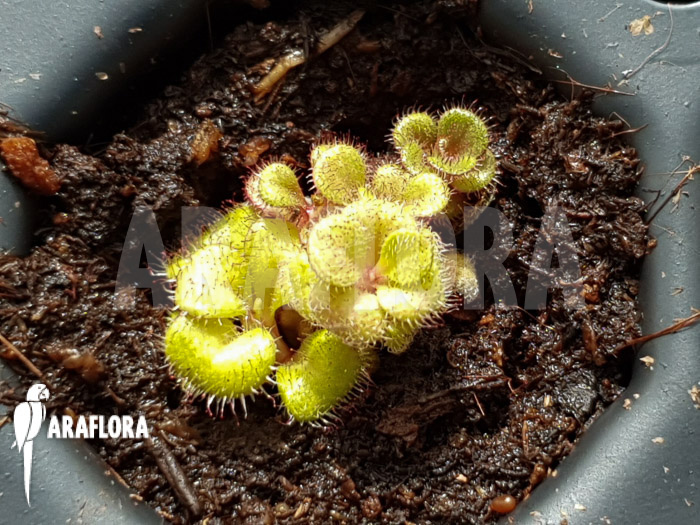 Drosera squamosa