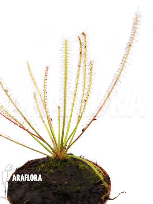 Drosera x hybrida starter