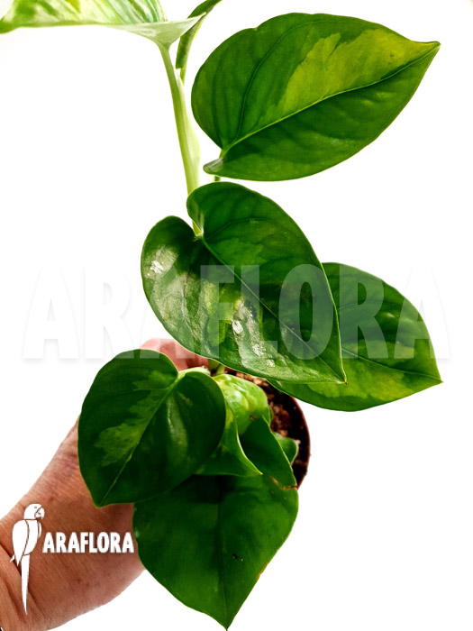 Epipremnum aureum ‚Global Green‘ starter