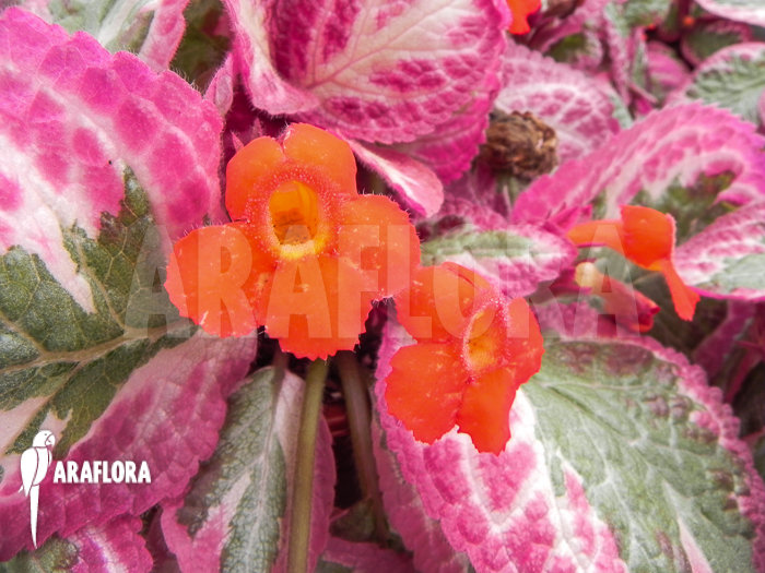 Episcia cupreata Cleopatra