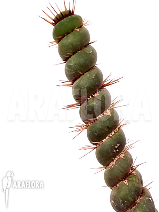 Eulychnia castanea spiralis