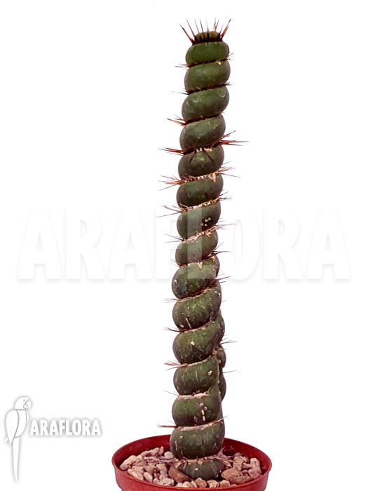 Eulychnia castanea spiralis
