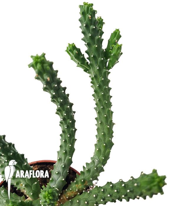 Euphorbia inermis