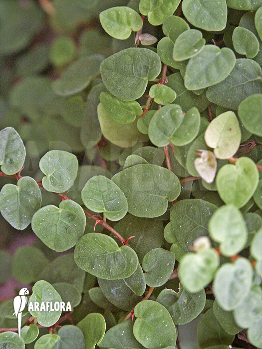 Ficus pumila ‚S‘
