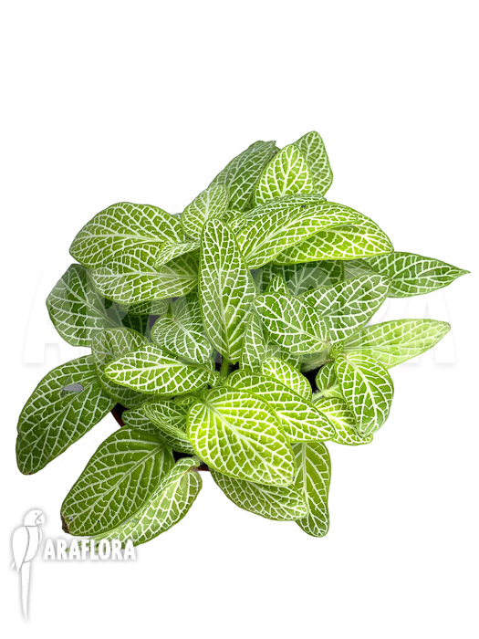 Fittonia ‚joly lemon‘