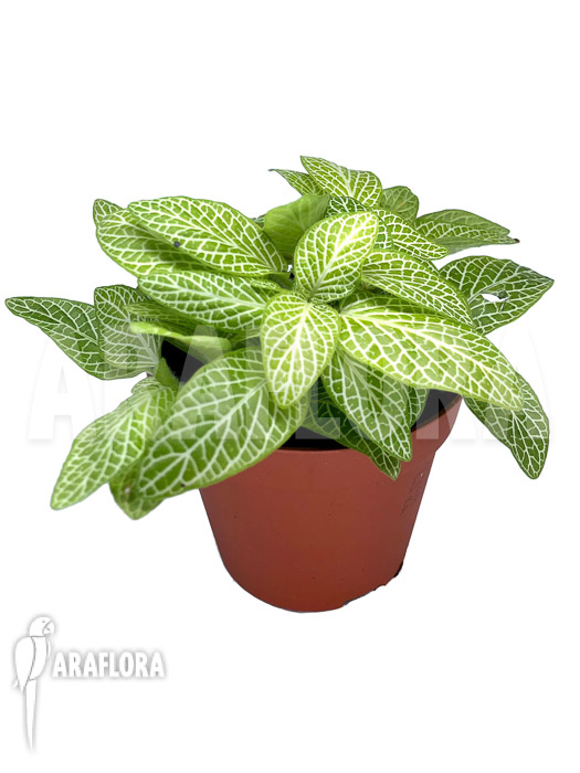 Fittonia ‚joly lemon‘