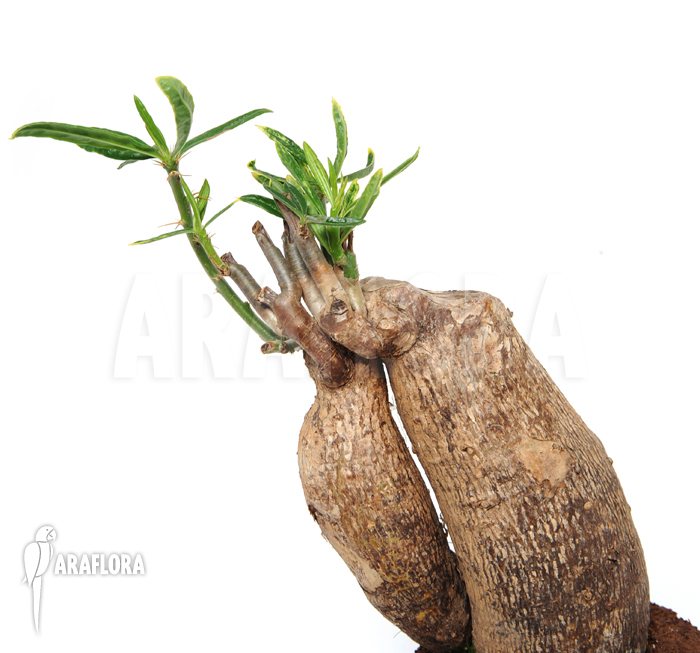 Fockea edulis ‚M‘