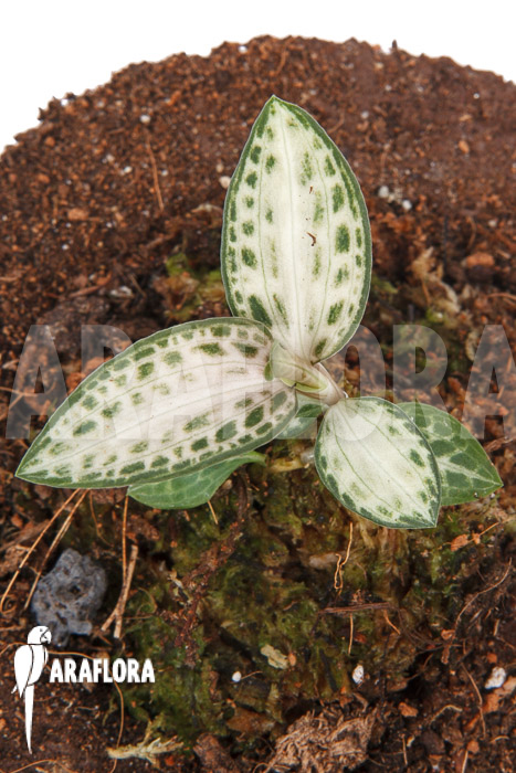 Goodyera schlechtendaliana var ‚Nishikiran Japan‘
