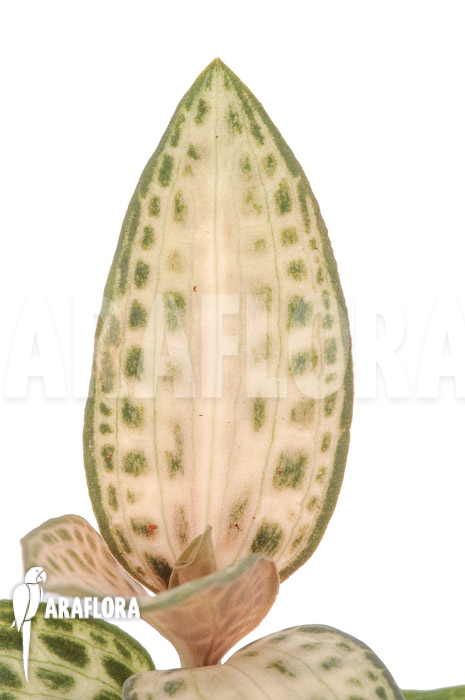 Goodyera schlechtendaliana var ‚Nishikiran Japan‘