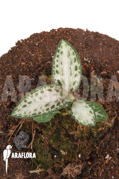 Goodyera schlechtendaliana var ‚Nishikiran Japan‘