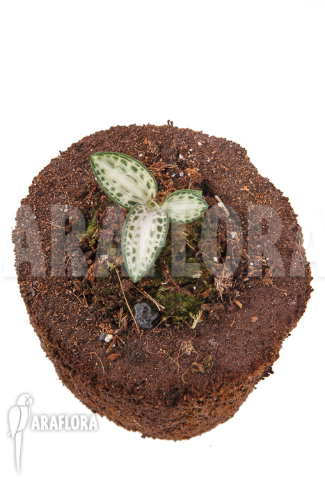 Goodyera schlechtendaliana var ‚Nishikiran Japan‘