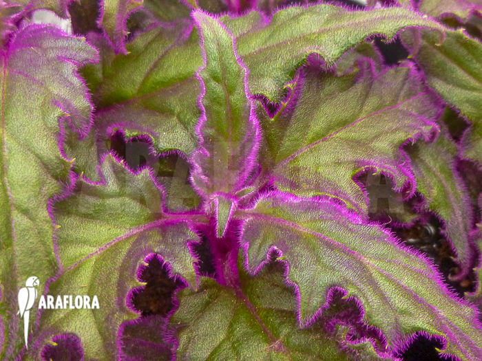 Gynura aurantiaca ‚L‘