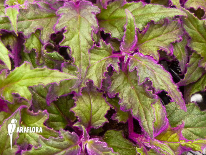 Gynura aurantiaca ‚L‘