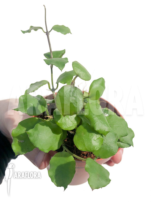 Hoya endauensis ‚leafcutting‘