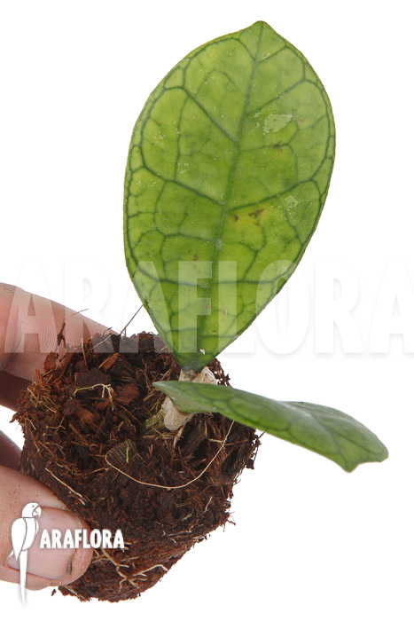 Hoya finlaysonii Rp099 ‚S‘