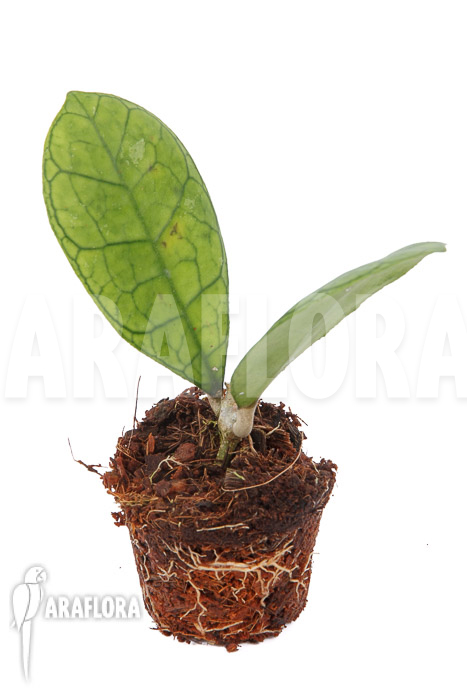 Hoya finlaysonii Rp099 ‚S‘