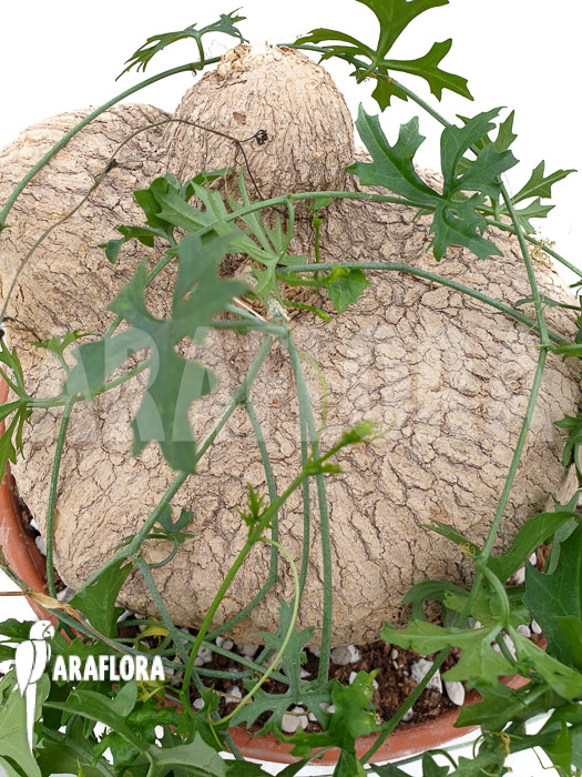 Ibervillea lindheimeri