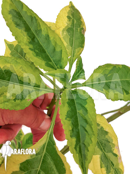 Impatiens niamniamensis variegata