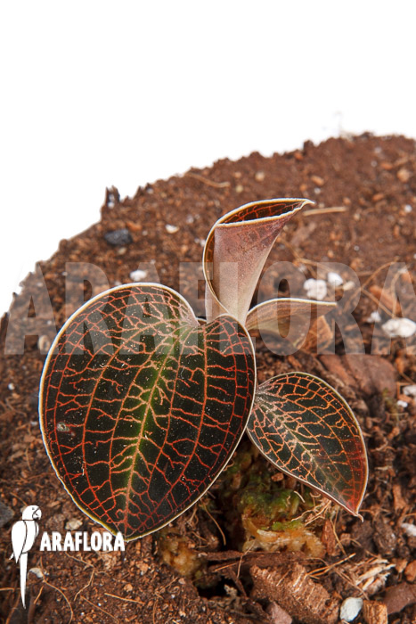 Macodes sanderiana x limii