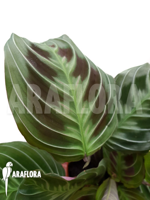 Maranta leuconeura var ‚Dark‘