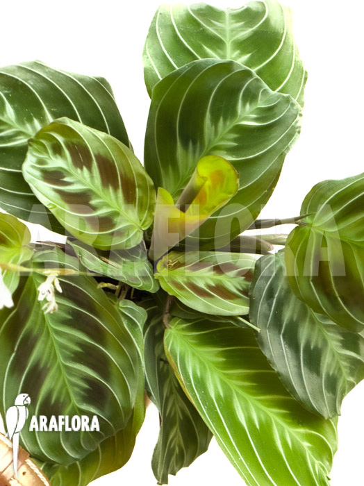 Maranta leuconeura var ‚Dark‘