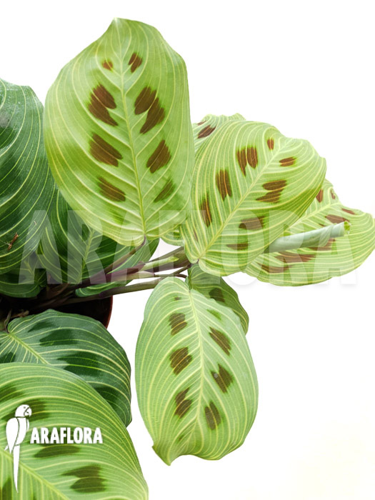 Maranta leuconeura var ‚Fantasy‘