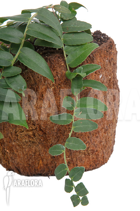 Marcgravia species ‚Colombia‘