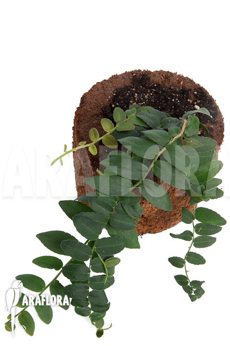 Marcgravia species ‚Colombia‘