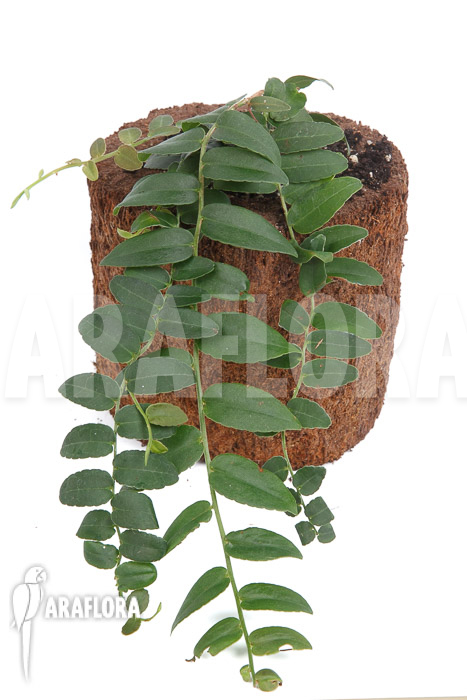 Marcgravia species ‚Colombia‘