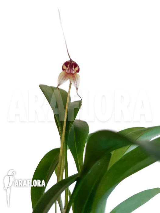 Masdevallia nidifica ‚Red Yellow‘