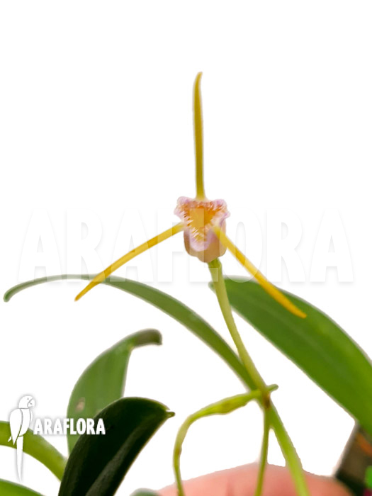 Masdevallia paiveana