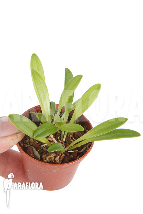 Masdevallia wendlandiana