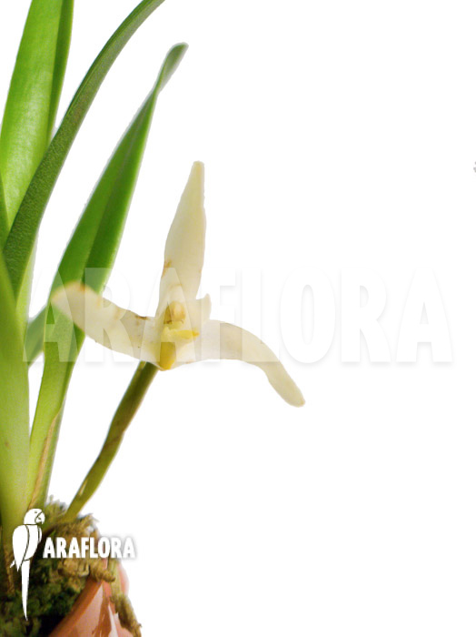 Maxillaria bolivarensis