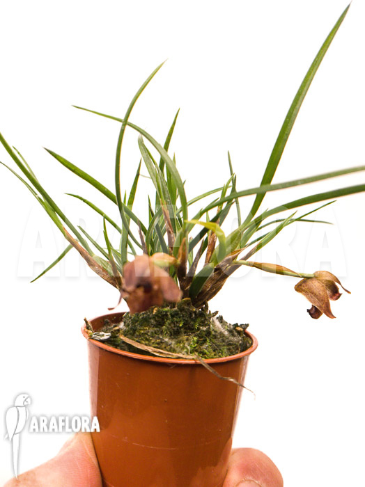 Maxillaria cf. schunkeana