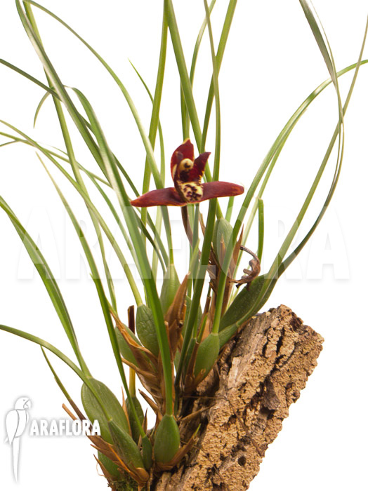 Maxillaria tenuifolia ‚on cork‘