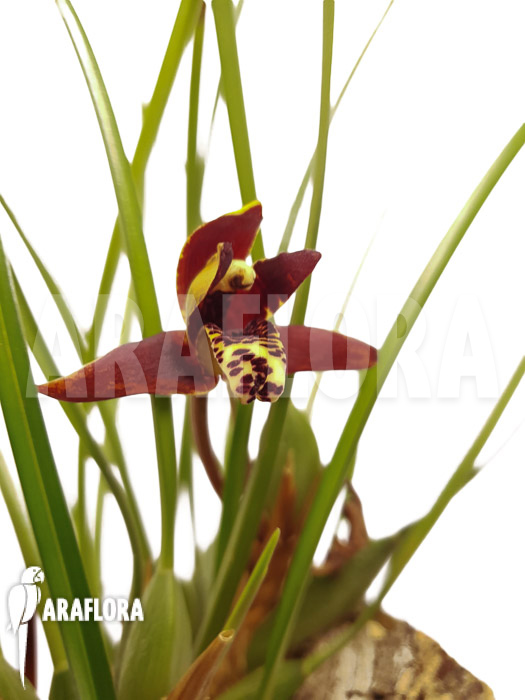 Maxillaria tenuifolia ‚on cork‘