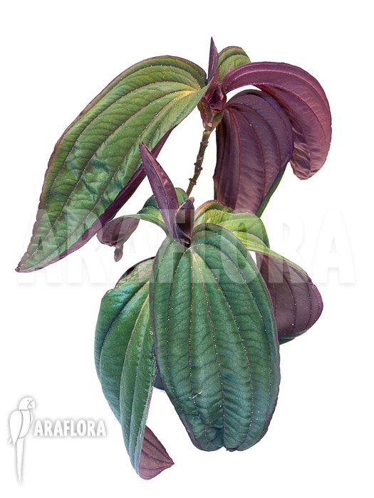 Medinilla x ‚Gregori Hambali‘