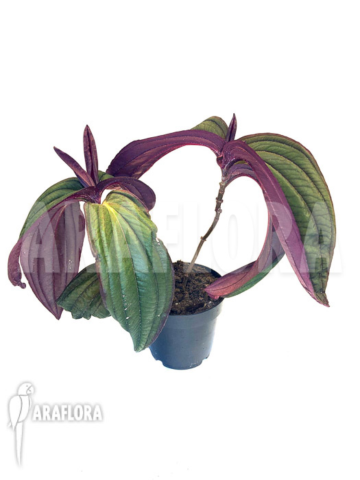 Medinilla x ‚Gregori Hambali‘