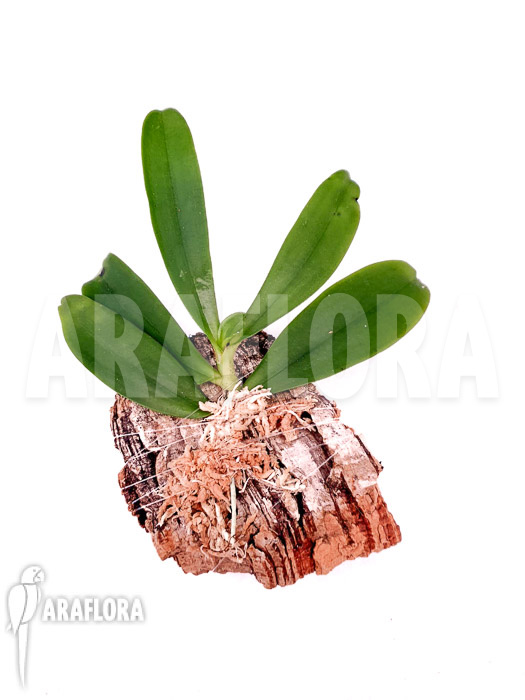 Microterangis hariotiana