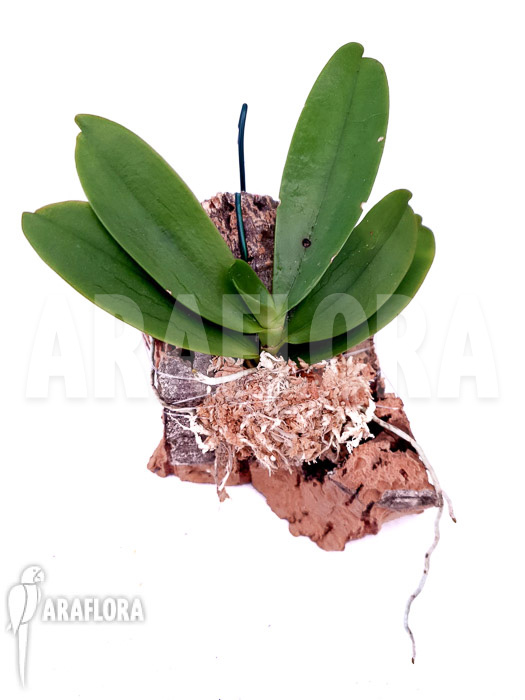 Microterangis hariotiana