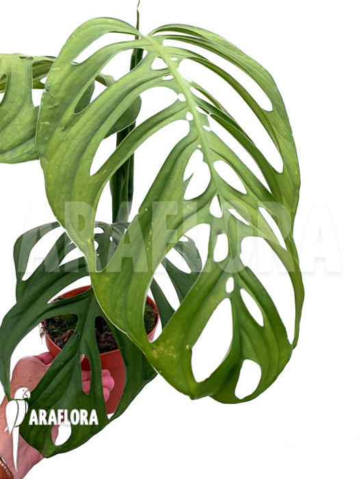 Monstera aff. Epipremnoides (Monstera esqueleto)