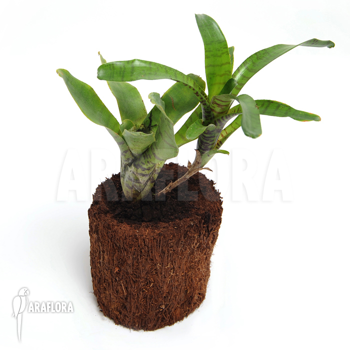 Neoregelia-ampullacea_Green-Tiger_(S)-2