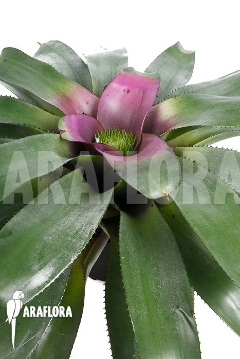 Neoregelia concentrica
